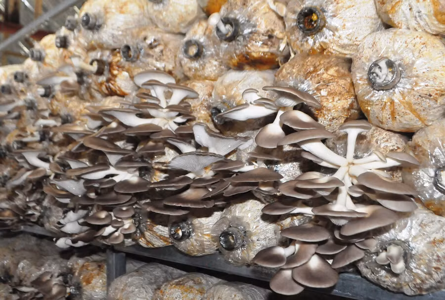 Nấm đang trong mùa thu hoạch. Ảnh: Trần Dung