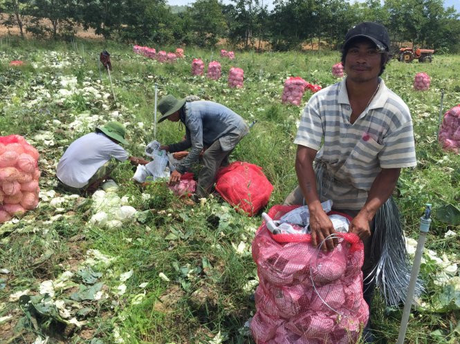 Ya B (giữa) thu hoạch su bắp thuê cùng các chàng trai Churu khác.