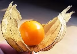 Quả tầm bóp lúc chín có màu vàng óng rất đẹp. Vỏ ngoài mỏng cũng úa vàng theo. Nếu nhìn dưới ánh nắng mặt trời có thể thấy từng đường gân của vỏ quả.