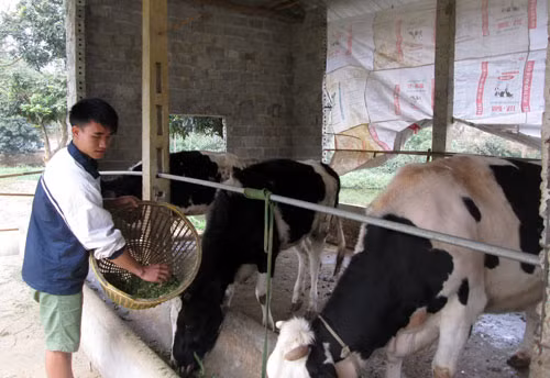 Theo Ngân hàng Chính sách Xã hội, tính đến hết tháng 7-2017 đã có trên 2,1 triệu hội viên nông dân được vay vốn chính sách mức vay bình quân 24,49 triệu đồng/hộ. Tổng dư nợ trên 52.850 tỷ đồng, nợ quá hạn chỉ chiếm tỷ lệ 0,38%.