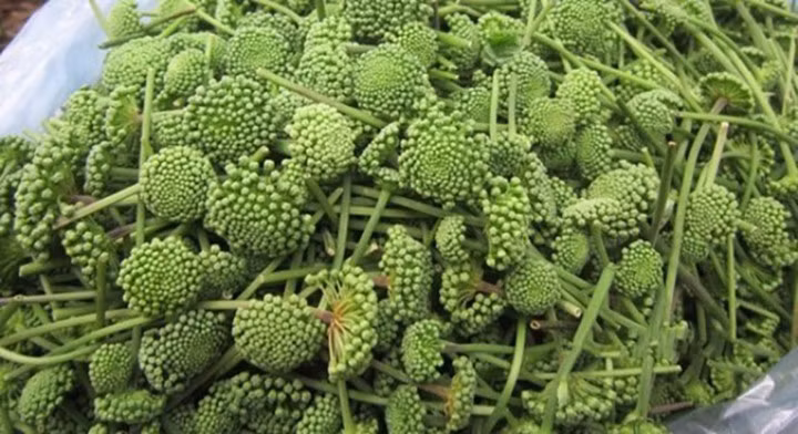 Tất cả các thành phần của cây Tam thất bắc đều được sử dụng làm thuốc, đây được coi là cây thuốc vàng trong Đông Y. Đặc biệt, hoa Tam thất là một loại trà thảo dược dùng pha uống hằng ngày với rất nhiều công dụng trong đó nổi bật với tác dụng chữa bệnh mất ngủ. Sử dụng trà hoa tam thất vào ban ngày bạn sẽ dễ ngủ hơn vào buổi tối. Tất cả các thành phần của cây Tam thất bắc đều được sử dụng làm thuốc, đây được coi là cây thuốc vàng trong Đông Y. Đặc biệt, hoa Tam thất là một loại trà thảo dược dùng pha uống hằng ngày với rất nhiều công dụng trong đó nổi bật với tác dụng chữa bệnh mất ngủ. Sử dụng trà hoa tam thất vào ban ngày bạn sẽ dễ ngủ hơn vào buổi tối.