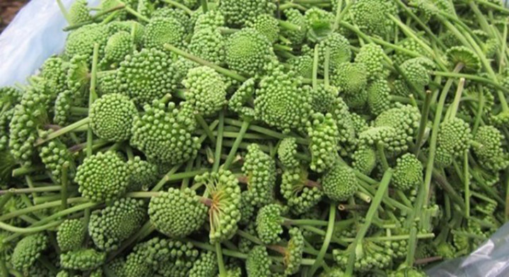 Tất cả các thành phần của cây Tam thất bắc đều được sử dụng làm thuốc, đây được coi là cây thuốc vàng trong Đông Y. Đặc biệt, hoa Tam thất là một loại trà thảo dược dùng pha uống hằng ngày với rất nhiều công dụng trong đó nổi bật với tác dụng chữa bệnh mất ngủ. Sử dụng trà hoa tam thất vào ban ngày bạn sẽ dễ ngủ hơn vào buổi tối. Tất cả các thành phần của cây Tam thất bắc đều được sử dụng làm thuốc, đây được coi là cây thuốc vàng trong Đông Y. Đặc biệt, hoa Tam thất là một loại trà thảo dược dùng pha uống hằng ngày với rất nhiều công dụng trong đó nổi bật với tác dụng chữa bệnh mất ngủ. Sử dụng trà hoa tam thất vào ban ngày bạn sẽ dễ ngủ hơn vào buổi tối.