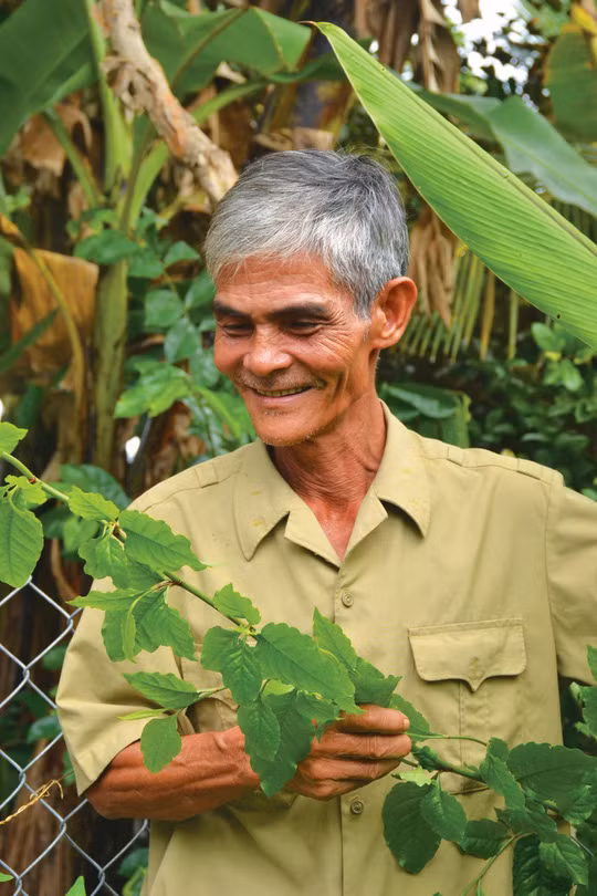 Ông Ba Thành nâng niu từng cây thuốc. Những loại thảo dược của đất U Minh qua tay ông trở thành thần dược cứu mạng không biết bao nhiêu người.