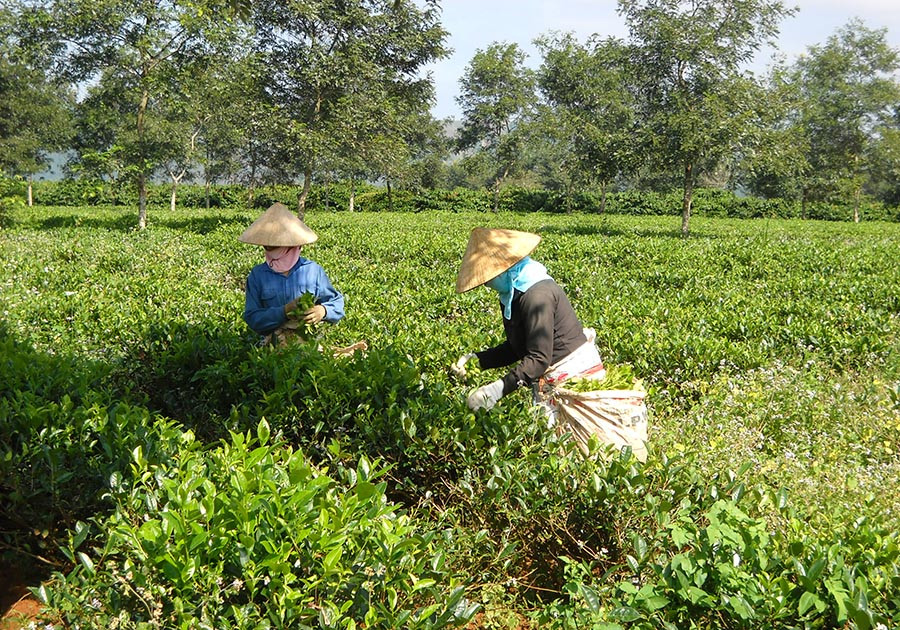  Công nhân Công ty TNHH một thành viên Chè Biển Hồ thu hái chè. Thanh Nhật