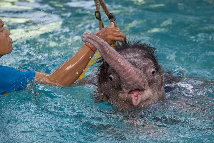 Cô voi này bị thương vì bẫy của dân làng dùng để bảo vệ mùa màng. Trong ảnh các bác sĩ đang giúp nó tập đi thông qua môi trường nước. Ảnh: afp.