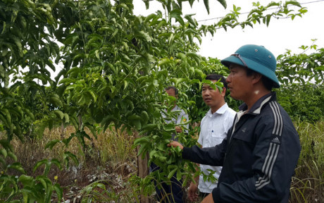 Cơ quan chức năng xác minh đơn thư tố cáo của người dân về việc Công ty TNHH Tuấn Đại An lừa đảo  Cơ quan chức năng xác minh đơn thư tố cáo của người dân về việc Công ty TNHH Tuấn Đại An lừa đảo