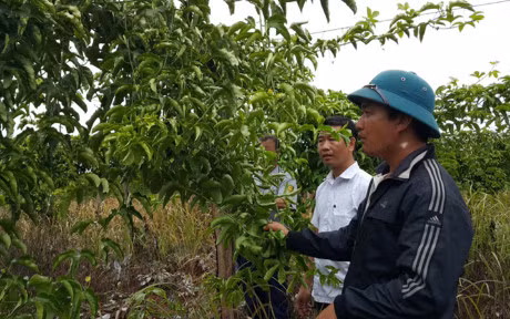  Cơ quan chức năng xác minh đơn thư tố cáo của người dân về việc Công ty TNHH Tuấn Đại An lừa đảo