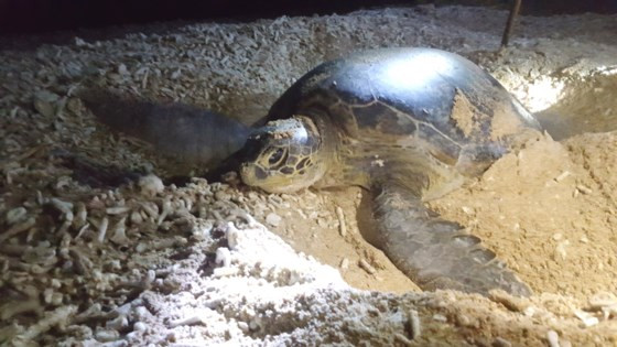 Khu bảo tồn biển Hòn Cau có hệ sinh thái đa dạng gồm rạn san hô, thảm cỏ biển… và cũng là nơi sinh sống và là bãi đẻ của nhiều loài thủy sinh vật quý hiếm, có giá trị kinh tế và sinh thái quan trọng, trong đó có rùa biển, loại động vật quý hiếm có nguy cơ bị tuyệt chủng cao.