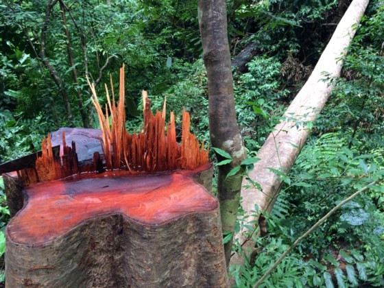 Một cây gỗ còn mới