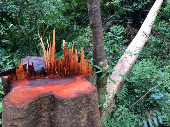 Một cây gỗ còn mới