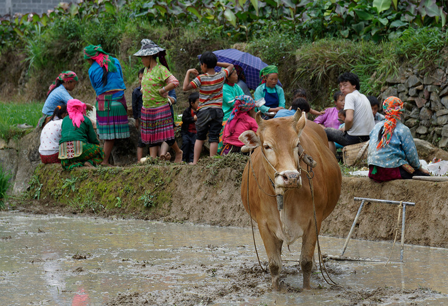Bò đứng dưới ruộng chờ người ăn trưa.