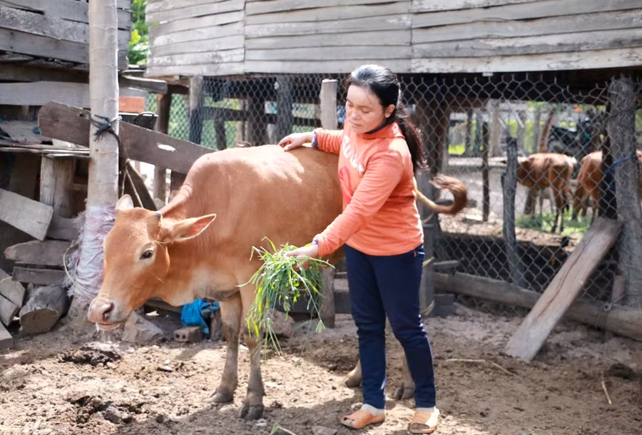 Chị Ksor H’Chin khá lo lắng vì đàn bò của mình bị nhiễm bệnh và bỏ ăn. Ảnh: Q.T