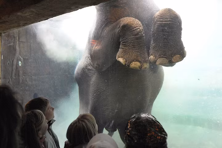 Du khách quan sát qua kính chú voi bơi trong bể tại vườn thú nói trên. Ảnh: ap.