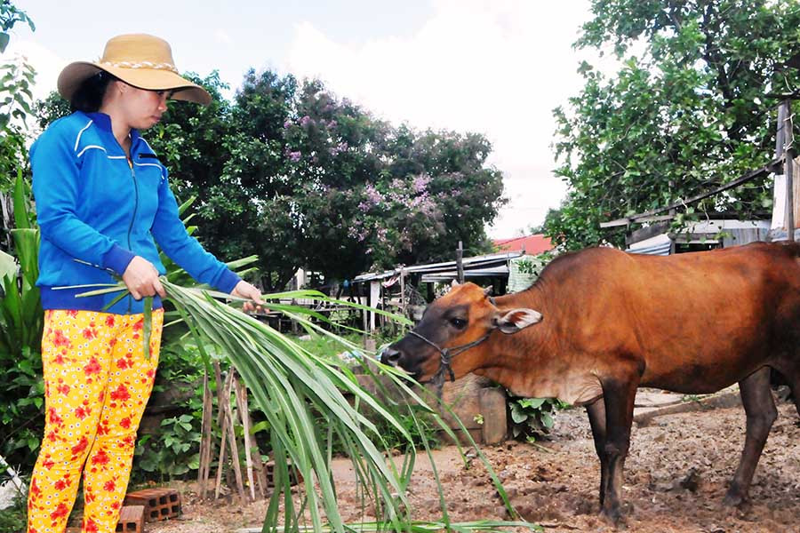 Ngoài giờ lên lớp, cô giáo Nguyệt cùng chồng tích cực chăn nuôi để phát triển kinh tế gia đình. Ảnh: Trần Dung