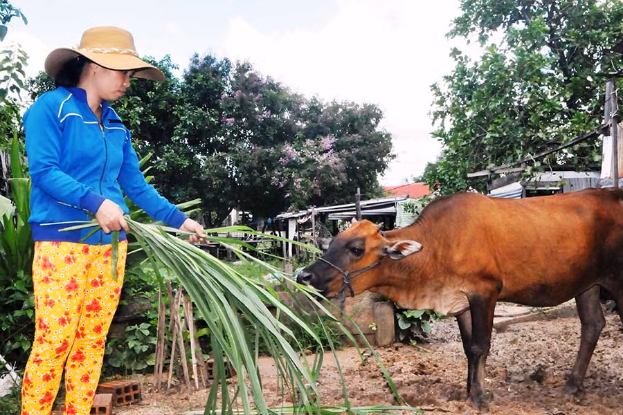 Ngoài giờ lên lớp, cô giáo Nguyệt cùng chồng tích cực chăn nuôi để phát triển kinh tế gia đình. Ảnh: Trần Dung