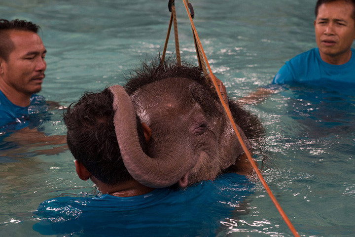 Voi cái tựa đầu vào một trong các nhân viên thú y trong khoảng nghỉ ngắn lúc luyện tập. Ảnh: getty.