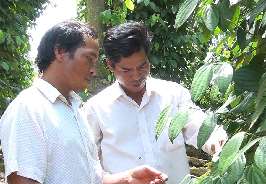 Vườn hồ tiêu của một khách hàng của quỹ tín dụng thị trấn Đak Đoa. Ảnh: Ngọc Định Vườn hồ tiêu của một khách hàng của quỹ tín dụng thị trấn Đak Đoa. Ảnh: Ngọc Định