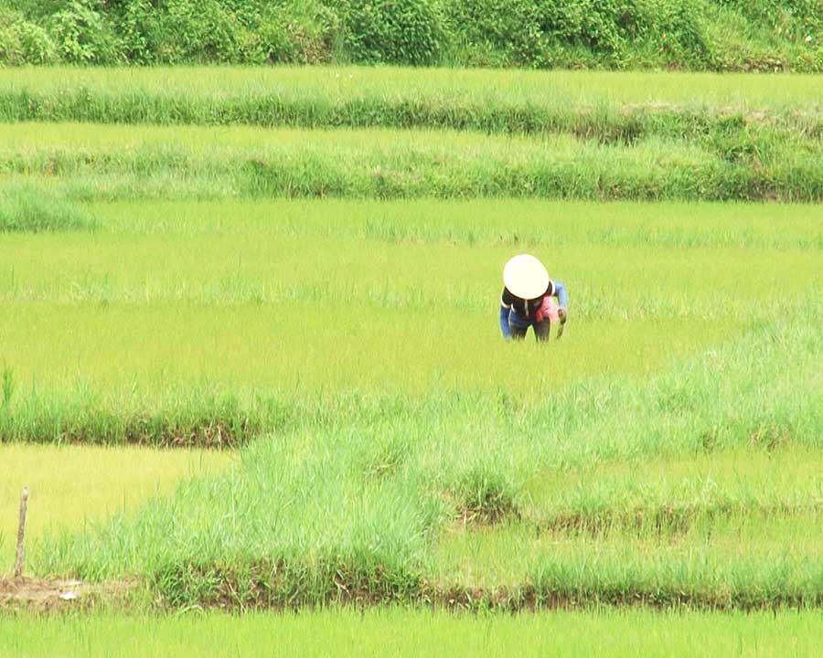  Nông dân xã Ayun chăm sóc lúa mùa. Ảnh: Hà Xuyên