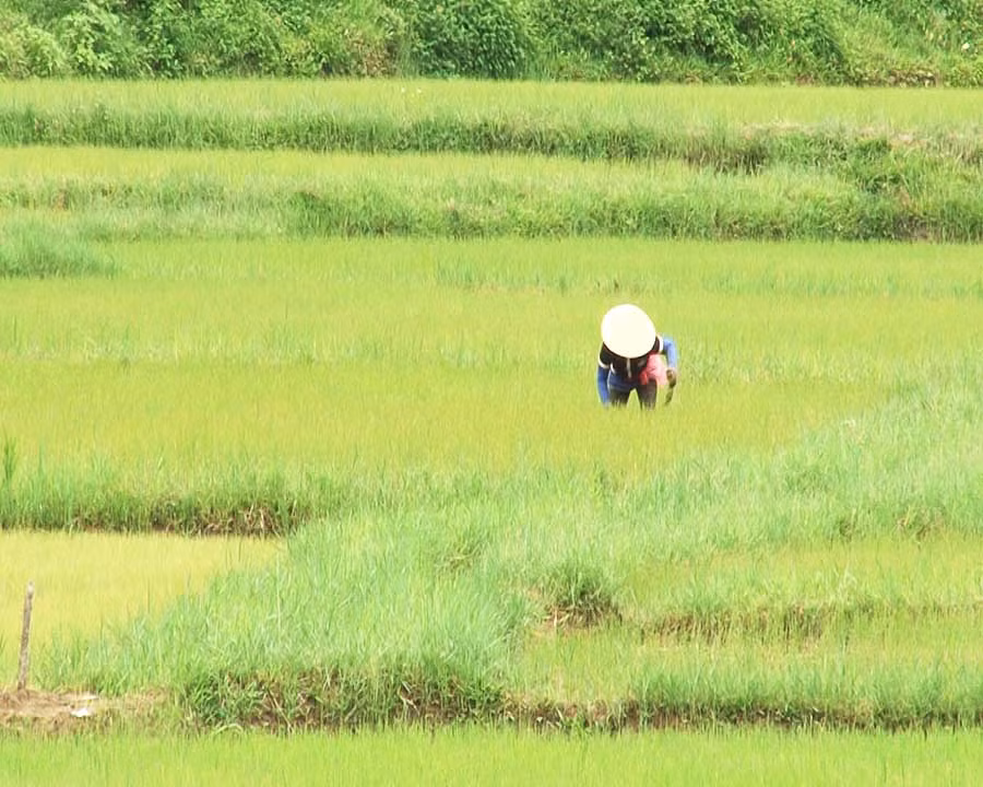  Nông dân xã Ayun chăm sóc lúa mùa. Ảnh: Hà Xuyên