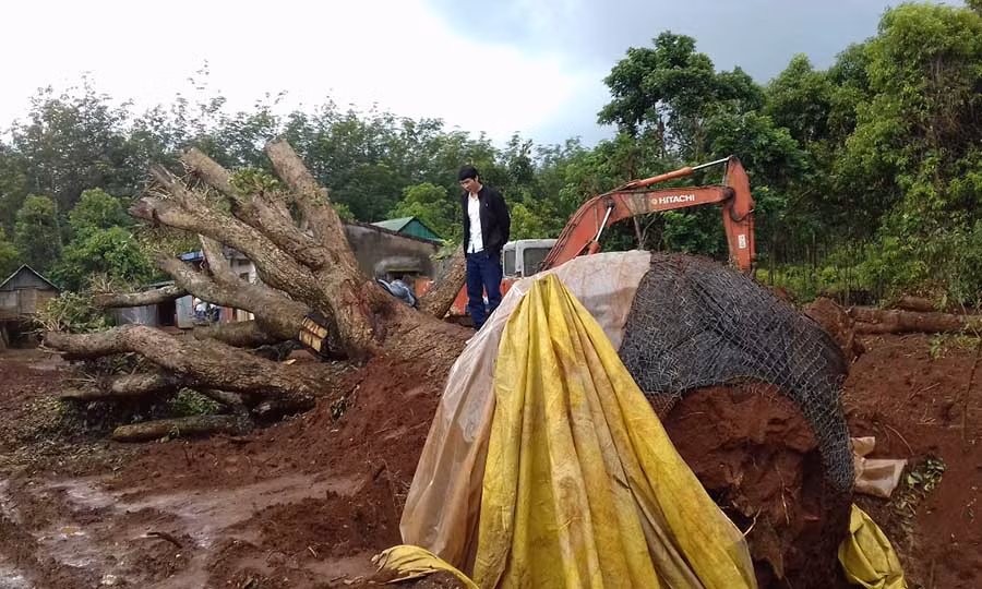  Cây trâm cổ thụ bị đốn hạ nằm trên xe chờ vận chuyển. Ảnh: Văn Ngọc