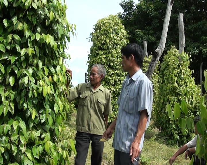  Trao đổi kinh nghiệm sản xuất của CCB xã Đak Kơ Ning Huyện Kông Chro. Ảnh: Ngô Chiến