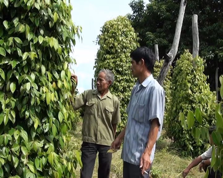  Trao đổi kinh nghiệm sản xuất của CCB xã Đak Kơ Ning Huyện Kông Chro. Ảnh: Ngô Chiến