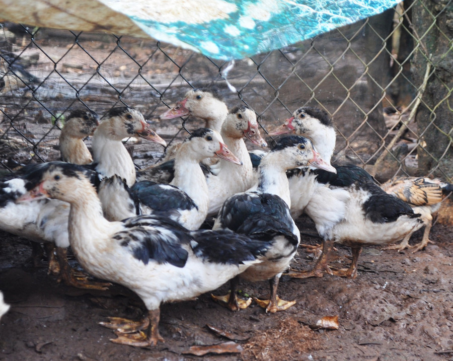 Việc phát hiện sớm ổ dịch và sự lưu hành của vi rút Cúm sẽ kịp thời có biện pháp phòng, chống, góp phần giảm thiểu nguy cơ lây nhiễm vi rút Cúm cho người. Ảnh: Mai Ka