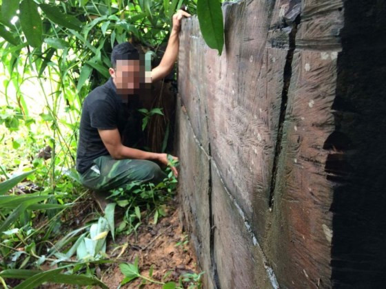 Một phách gỗ lớn hơn 1m mà lâm tặc bỏ quên giữa rừng