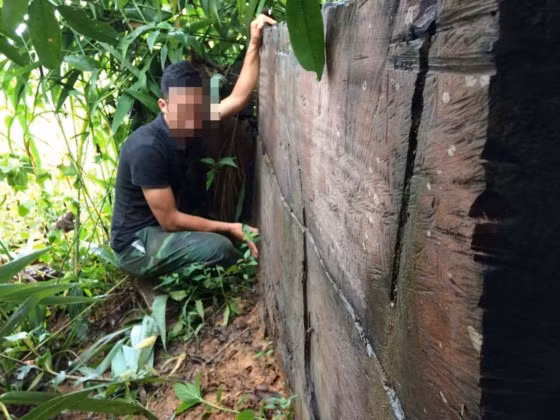 Một phách gỗ lớn hơn 1m mà lâm tặc bỏ quên giữa rừng