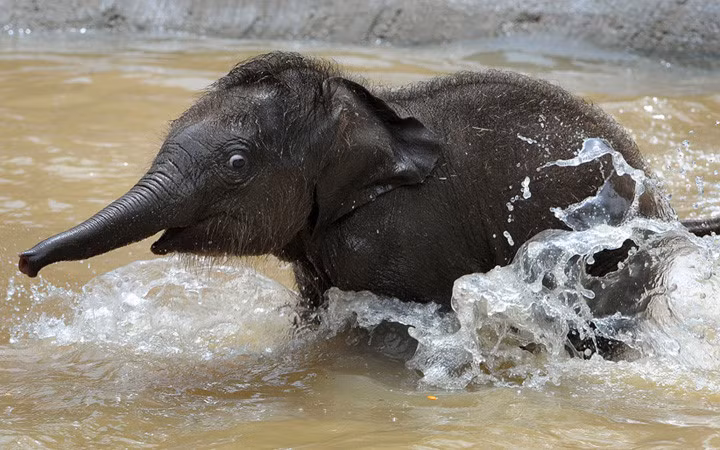  Chú voi con mới của vườn thú Melbourne (Australia) chạy dưới nước. Ảnh: afp.