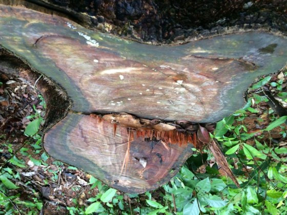 Một gốc gỗ còn mới