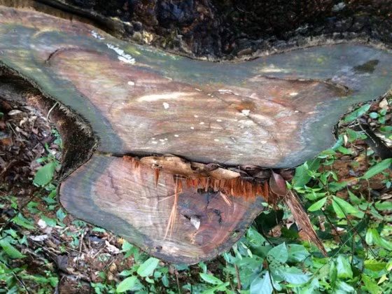 Một gốc gỗ còn mới