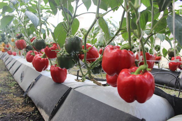 Nhờ ứng dụng công nghệ tự động vào sản xuất, cây trồng phát triển vượt trội và năng xuất cũng như chất lượng sản phẩm nông nghiệp đươc nâng cao. Nhờ ứng dụng công nghệ tự động vào sản xuất, cây trồng phát triển vượt trội và năng xuất cũng như chất lượng sản phẩm nông nghiệp đươc nâng cao.