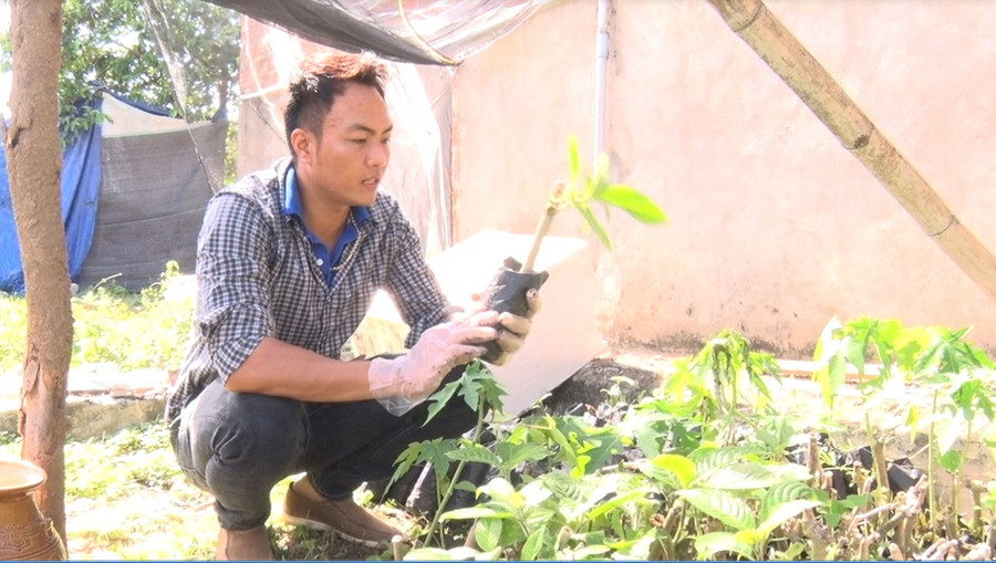 Tận dụng các sản phẩm từ trùn quế, anh Hòa còn ươm giống cây chè đạm và chùm ngây để phát triển mô hình trồng dược liệu. Ảnh: Hà Duyệt