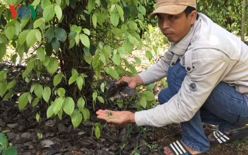 Theo ông Ma Văn Phú, vườn hồ tiêu của gia đình ông bị rụng lá, rụng gié và cháy lá là do bón phân hữu cơ vi sinh Fito-Humic- Quảng Ngãi.