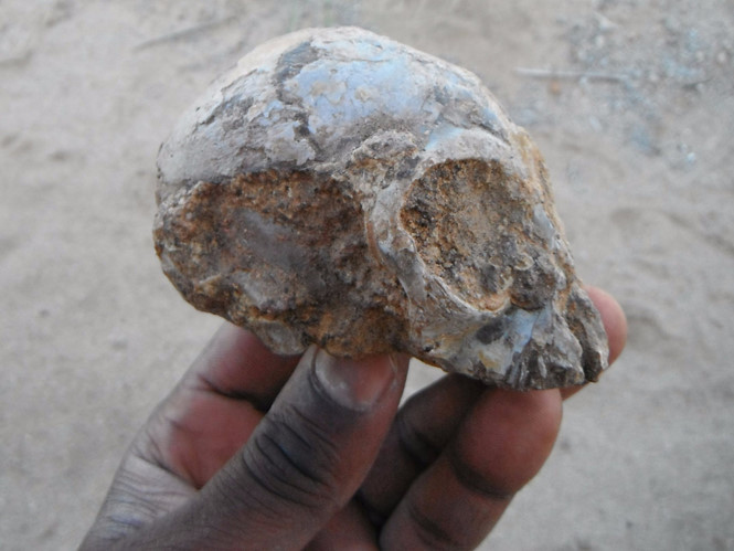 Hộp sọ cực hiếm mang tên Alesi.