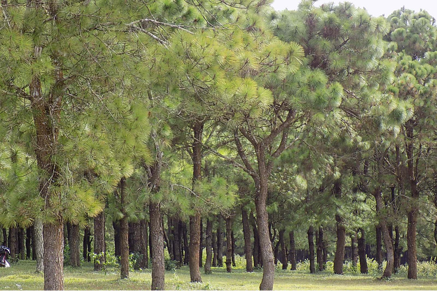 Cần phát triển các mô hình trồng rừng trồng sản xuất. Ảnh: L.T