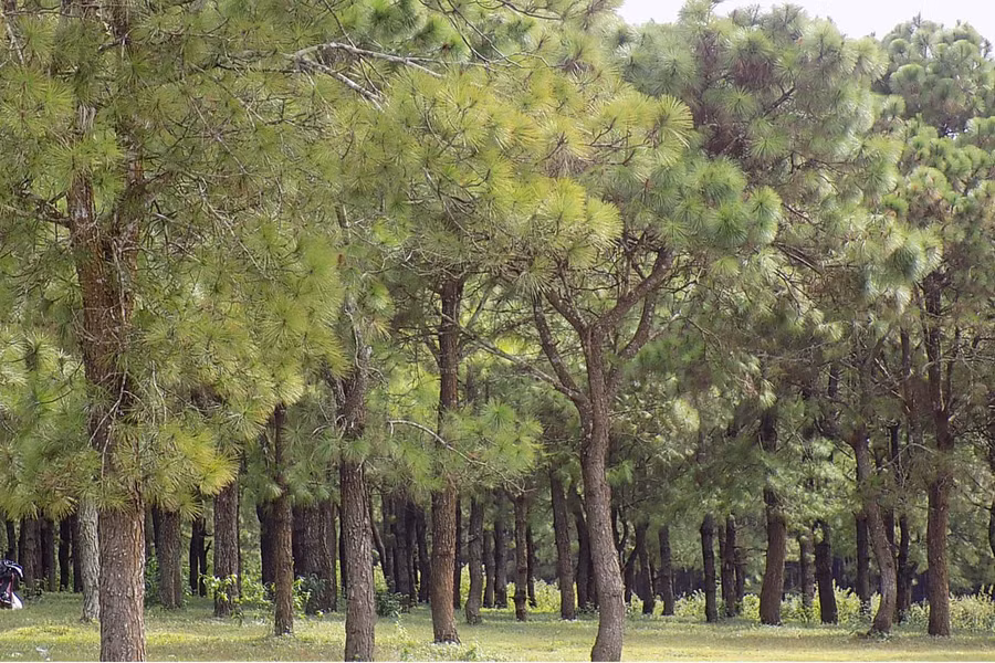 Cần phát triển các mô hình trồng rừng trồng sản xuất. Ảnh: L.T