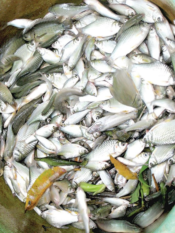 Cá linh, sản vật mùa lũ ở ĐBSCL