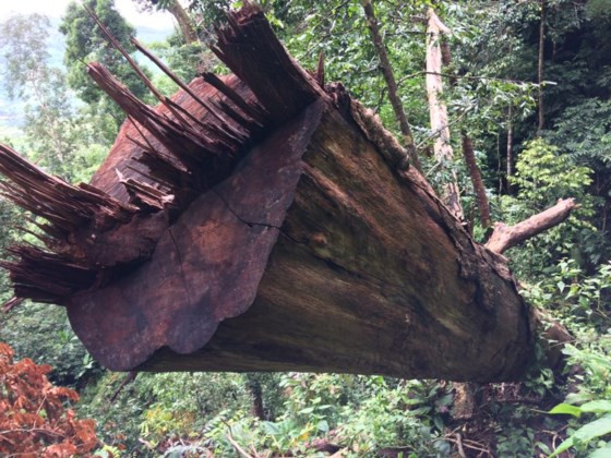 Gỗ bị đốn hạ la liệt