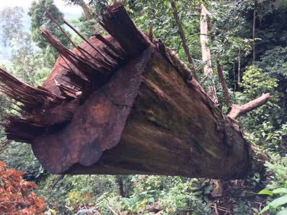 Gỗ bị đốn hạ la liệt