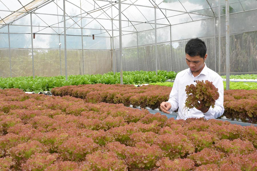 Anh Bic bên vườn rau thủy canh. Ảnh: Dạ Yến Thảo Anh Bic bên vườn rau thủy canh. Ảnh: Dạ Yến Thảo