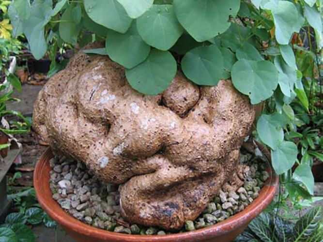 Củ bình vôi thường mọc trên các sườn đồi ở khắp các tỉnh đồ núi nước ta. Tác dụng điều trị mất ngủ của bình vôi đã được nghiên cứu và được sử dụng cho Bộ đội từ kháng chiến chống Pháp để làm thuốc điều trị mất ngủ, chống đau tim. Năm 1961 các nhà khoa học Liên Xô đã tiến hành nghiên cứu về củ bình vôi ở nước ta và tìm ra tác dụng an thần, gây ngủ, hạ huyết áp ở cây thuốc này. Củ bình vôi thường mọc trên các sườn đồi ở khắp các tỉnh đồ núi nước ta. Tác dụng điều trị mất ngủ của bình vôi đã được nghiên cứu và được sử dụng cho Bộ đội từ kháng chiến chống Pháp để làm thuốc điều trị mất ngủ, chống đau tim. Năm 1961 các nhà khoa học Liên Xô đã tiến hành nghiên cứu về củ bình vôi ở nước ta và tìm ra tác dụng an thần, gây ngủ, hạ huyết áp ở cây thuốc này.