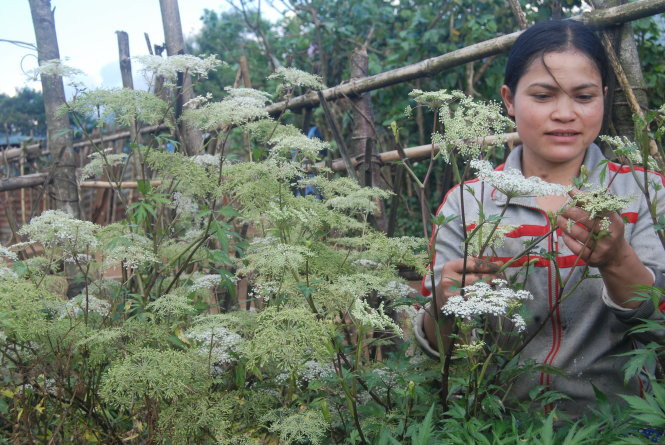 Chị Y Hình bên cây sâm đương quy 18 tháng, đã trổ bông cho hạt lấy giống. Chị Y Hình bên cây sâm đương quy 18 tháng, đã trổ bông cho hạt lấy giống.
