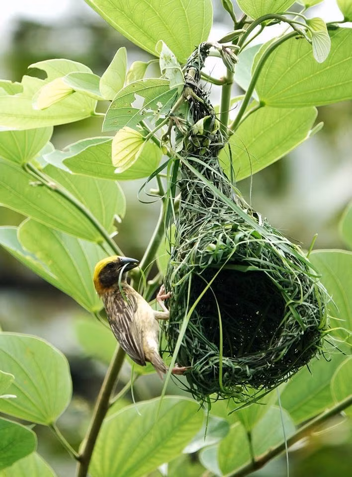 "Cửa" ra vào tổ được kết hình tròn