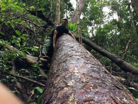 Gỗ to, quý bị xẻ thịt nhưng chưa kịp chở đi