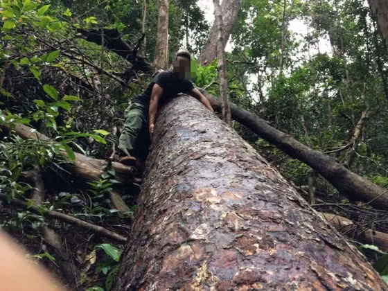 Gỗ to, quý bị xẻ thịt nhưng chưa kịp chở đi