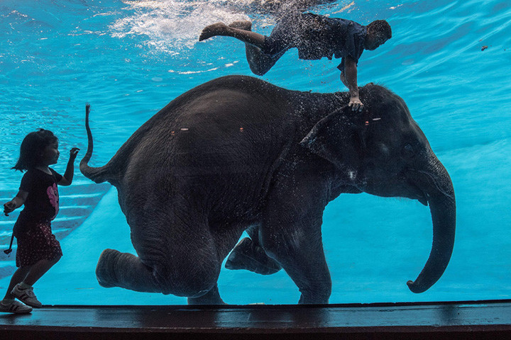 Cô voi cái 8 tuổi Saen Dao và người quản tượng đang biểu diễn dưới nước tại vườn thú mở Khao Kheow ở phía nam thủ đô Bangkok (Thái Lan) vào tháng 6/2017. Ảnh: afp.