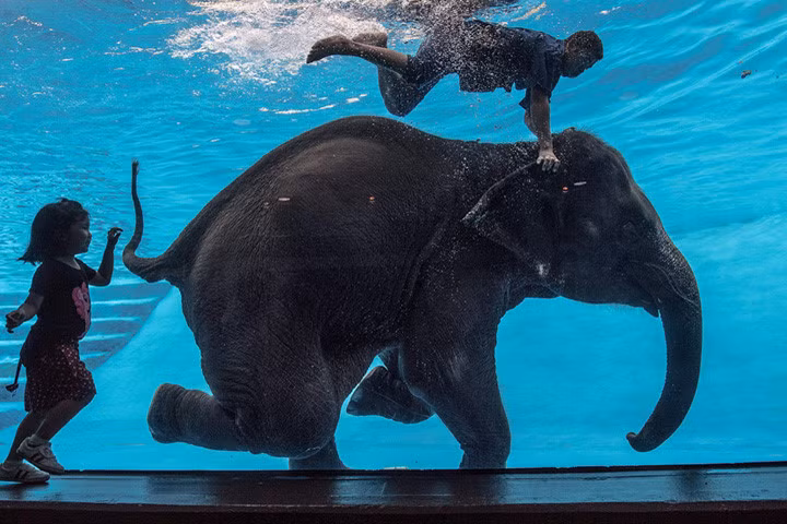 Cô voi cái 8 tuổi Saen Dao và người quản tượng đang biểu diễn dưới nước tại vườn thú mở Khao Kheow ở phía nam thủ đô Bangkok (Thái Lan) vào tháng 6/2017. Ảnh: afp.
