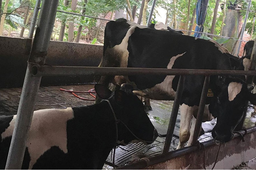 Cận cảnh một khu vực nuôi bò sát nhà dân. Phân bò và rác ngập các cống rãnh.